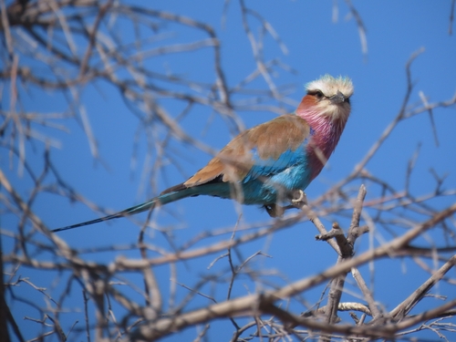 Lilac-breasted Roller