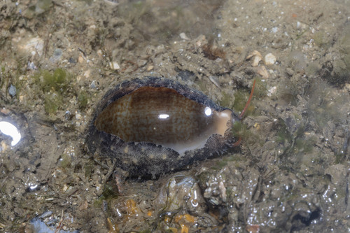 Cypraea ovum observed 2026-08-13