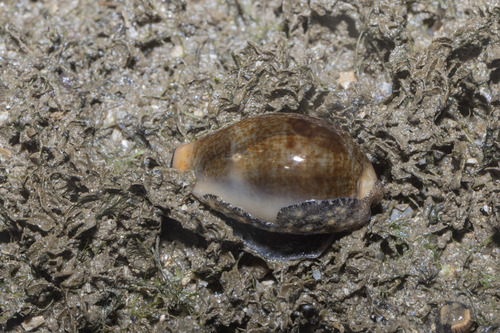 Cypraea ovum observed 2026-08-13