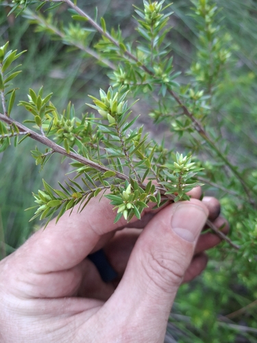 Styphelia leptospermoides, 2026-08-13