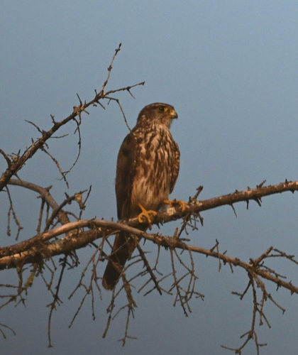 Merlin observed by scoombes