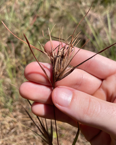 Themeda arguens observed 2026-08-13