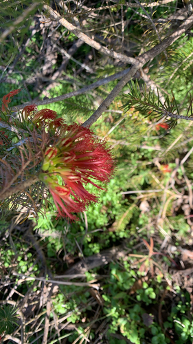Melaleuca quadrifida, photograph 3