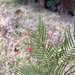 Acacia mearnsii