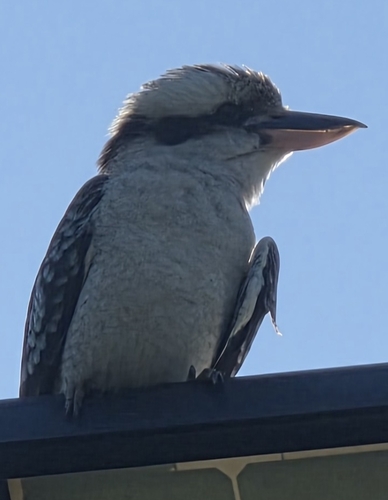 Laughing Kookaburra
