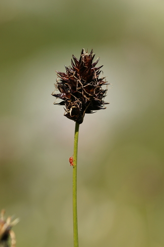 Carex foetida