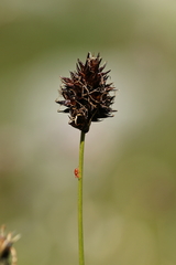 Carex foetida, photograph (c) Antoine Thivolle, some rights reserved (CC BY)