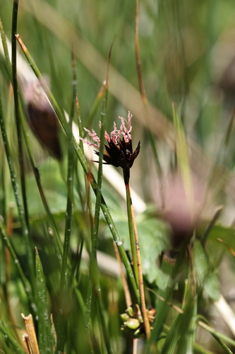 Juncus jacquinii, photograph 3
