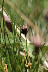 Juncus jacquinii, photograph (c) Antoine Thivolle, some rights reserved (CC BY)