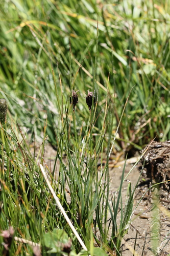 Juncus jacquinii, photograph 4