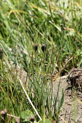 Juncus jacquinii, photograph (c) Antoine Thivolle, some rights reserved (CC BY)