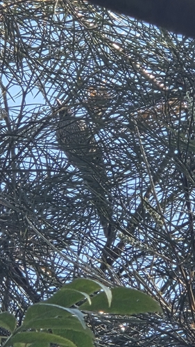 Little Wattlebird