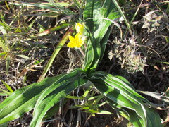 Hypoxis stellipilis