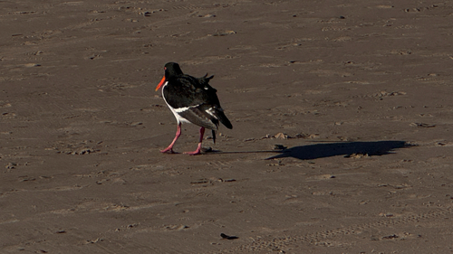 Pied Oystercatcher
