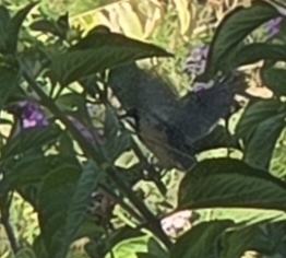 Eastern Spinebill