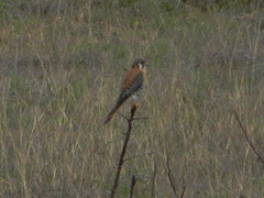 Falco sparverius