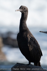 Phalacrocorax neglectus