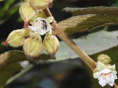Rubus reflexus