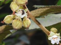Rubus reflexus