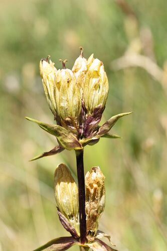 Gentiana purpurea, photograph 6