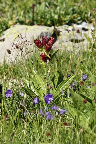 Gentiana purpurea, photograph 5