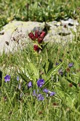 Gentiana purpurea, photograph (c) Antoine Thivolle, some rights reserved (CC BY)