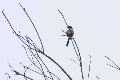 Sunda Long-tailed Shrike