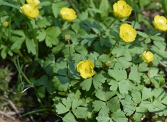 Ranunculus franchetii