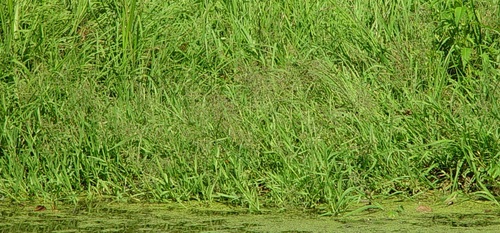 Catabrosa aquatica observed 2026-08-11