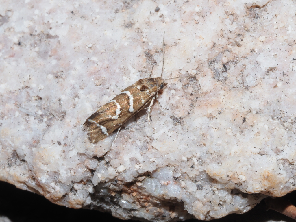 Tortrix paurozona