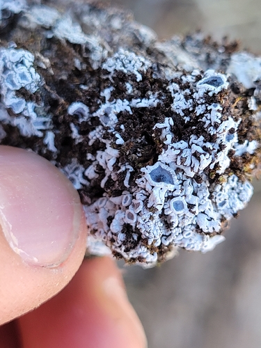 iNaturalist observation photo of Frosted Lichens