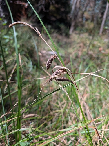 Carex barbarae