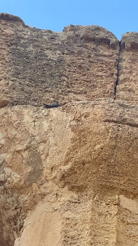 Eurasian Crag-Martin