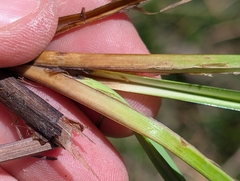 Carex barbarae, photograph (c) Ken-ichi Ueda, some rights reserved (CC BY)