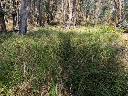 Carex barbarae, photograph 5