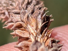 Carex barbarae, photograph (c) Ken-ichi Ueda, some rights reserved (CC BY)