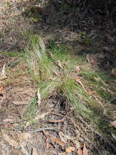 Carex tumulicola, photograph 1