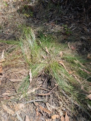 Carex tumulicola