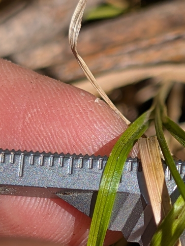 Carex tumulicola, photograph 2