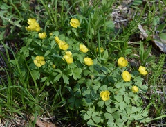 Ranunculus franchetii