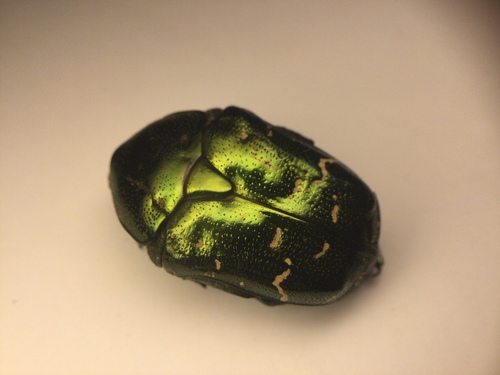 Oriental Flower Beetle