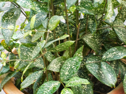 Gold-dust Dracaena (Dracaena surculosa)  iNaturalist