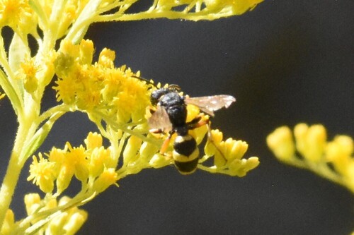 Ornate-tailed Digger Wasp, Groesbeek, Nederland, photo 8 of 10