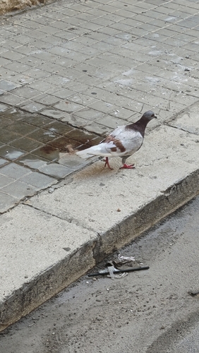 Feral Pigeon