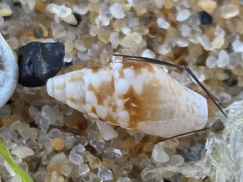 Mitrella tayloriana observed 2026-08-13