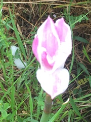 Zephyranthes drummondii
