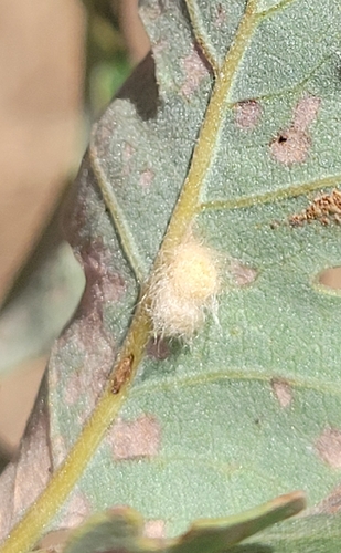 iNaturalist observation photo of Yellow Wig Gall Wasp