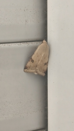 The Bordered Straw