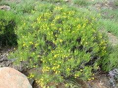 Euryops floribundus