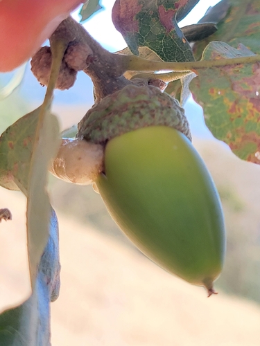 iNaturalist observation photo of drippy acorn disease